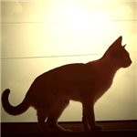 Кошки и котята Кошка на фоне солнца аватар