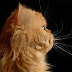 Кошки и котята Кошка в профиль аватар
