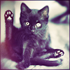Кошки и котята Черный котенок вылизывается аватар