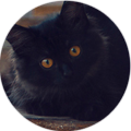 Кошки и котята Черный котенок аватар