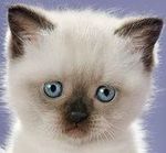 Кошки и котята Шлядкий котёнок аватар
