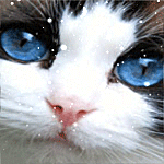 Кошки и котята Кошка с голубыми глазами смотрит на снежинки аватар