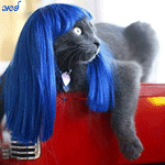 Кошки и котята Кошка в синем парике аватар