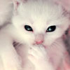Кошки и котята Кошка белая лижит лапу аватар