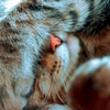 Кошки и котята Кошка закрыла лапой глаза аватар