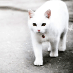Кошки и котята Белая бабочка пролетает мимо белой кошки аватар