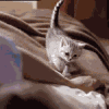 Кошки и котята Кошка деловито вышагивает по мебели аватар