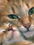 Кошки и котята Кошка с котёнком аватар