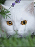 Кошки и котята Белый котик кого-то выслеживает аватар