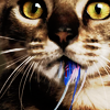 Кошки и котята Кошка с перьями во рту аватар