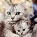 Кошки и котята Кошка с котенком аватар
