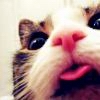 Кошки и котята Кошка показывает язык аватар