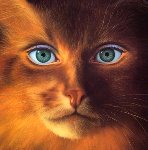 Кошки и котята Кошка с женскими глазами. (джим уоррен) аватар