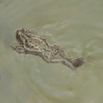 Крокодилы, лягушки, змеи, черепахи Лягушка плывет в воде, резво отталкиваясь задними лапками аватар