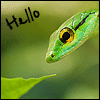 Крокодилы, лягушки, змеи, черепахи Hello зелёная змея аватар