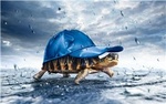 Крокодилы, лягушки, змеи, черепахи Черепаха спряталась от дождя под кепкой аватар