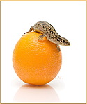 Крокодилы, лягушки, змеи, черепахи Ящерка на апельсине аватар