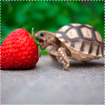 Крокодилы, лягушки, змеи, черепахи Маленькая черепаха хочет съесть большую красную клубнику аватар