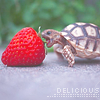 Крокодилы, лягушки, змеи, черепахи Черепашка кусает клубнику (delicious) аватар