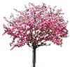 Лето Цветущее дерево аватар