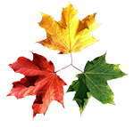 Листья, листва, трава Три разноцветных листа клёна аватар