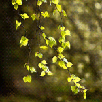 Листья, листва, трава Зеленые листья на ветке аватар