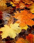 Листья, листва, трава Желтые листья в воде аватар