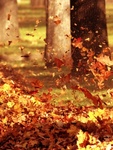 Листья, листва, трава Ветер кружит желтые листья аватар