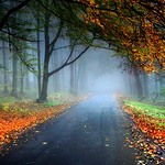 Листья, листва, трава Туманный лес усыпан осенней листвой аватар