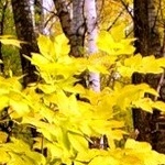 Листья, листва, трава Жёлтые листья аватар