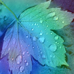 Листья, листва, трава Кленовый лист с каплями воды в фиолетово-зелёном цвете аватар