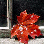 Листья, листва, трава Красный кленовый листок на подоконнике аватар