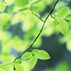 Листья, листва, трава Зеленые листья на тоненькой веточке аватар