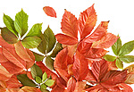 Листья, листва, трава Листья осени разных цветов аватар