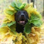 Листья, листва, трава Милый пёс в ошейнике из осенних листьев аватар