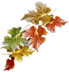 Листья, листва, трава Ветка с осенними листьями аватар
