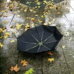 Листья, листва, трава Перевернутый зонт лежит на мокрой аллее с осенним листьями аватар