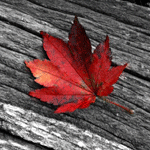 Листья, листва, трава Красный осенний листок аватар