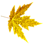 Листья, листва, трава Золотистый лист осени аватар