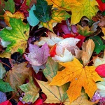 Листья, листва, трава Разноцветные листья аватар