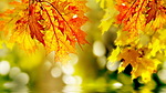 Листья, листва, трава Краски солнечной осени аватар