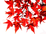 Листья, листва, трава Осенние красные листья дерева аватар