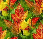Листья, листва, трава Лики осени аватар