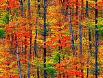 Листья, листва, трава Красота осеннего пейзажа аватар