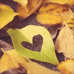 Листья, листва, трава Осенние листья с сердечком аватар