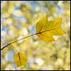 Листья, листва, трава Лист падает с дерева аватар