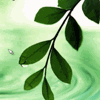 Листья, листва, трава Листик у воды аватар