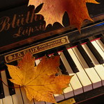 Листья, листва, трава Листочки клена на клавишах рояля аватар