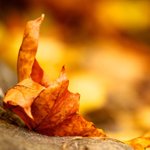Листья, листва, трава Жёлтый лист аватар