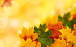 Листья, листва, трава Лики солнечной осени аватар